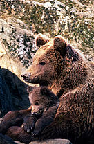 Brown bear (<i>Ursus arctos</i>) female embracing and taking care of one of her cubs. / &copy;: Sanchez & Lope / WWF-Canon