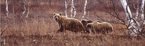 Brown bear (Ursus arctos), Nalychevo Nature Park, Russian Federation. Nalychevo Nature Park was ... / ©: WWF-Canon / Darren JEW Brown bear, Ursus arctos, Nalychevo Nature Park, Russian Federation. Nalychevo Nature Park was ... rel=