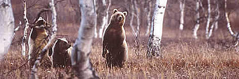 The endangered brown bear (Ursusarctos) is found around the Prespa basin / ©: WWF-Canon / Darren JEW The endangered brown bear (<i>Ursusarctos</i>) is found around the Prespa basin rel=