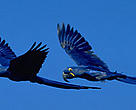 A pair of hyacinth macaws (<I>Anodorhynchus hyacinthinus</I>).<BR>