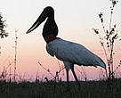The Pantanal's Jabiru Stork (Jabiru mycteria
