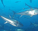 Bluefin tuna catches are declining in the Mediterranean at a rapid rate.