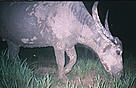  / &copy;: WWF Indochina