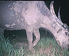 One of three wild buffaloes caught on film in the Srepok Wilderness Area in Cambodia.