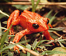  / &copy;: WWF-Canon / R. MALENKI