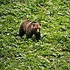 Bufonul, una dintre vedetele din padurile Sincii © (c) Mircea Struteanu