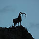 &copy; WWF Armenia / A. Malkhasyan