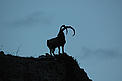  / &copy;: WWF Armenia / A. Malkhasyan