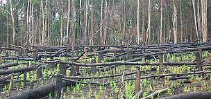 Forest conversion is a bi threat to rattan forest / ©: WWF Laos / ©: WWF Laos