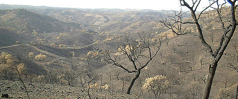 Burnt cork trees / ©: WWF / ©: WWF