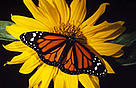 Monarch butterflies migrate each year from Canada across the Chihuahuan Desert to central Mexico. / ©: WWF-Canon / Kevin Schafer / ©: WWF-Canon / Kevin Schafer