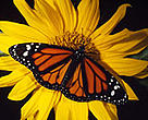 Monarch butterflies migrate each year from Canada to Mexico.