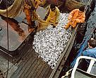 Fishing in the Baltic Sea