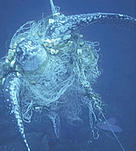  / &copy;: WWF-Canon / Michel Gunther