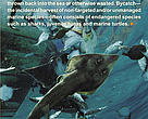 Coral Triangle Bycatch Brochure Cover 