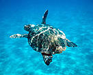 As many as 200,000 loggerheads are caught annually by commercial long-line tuna, swordfish, and other fisheries.