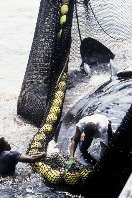 By-catch of Whale shark (Rhincodon typus). / ©: WWF-Canon / Hélène PETIT By-catch of Whale shark (<i>Rhincodon typus</i>). / ©: WWF-Canon / Hélène PETIT
