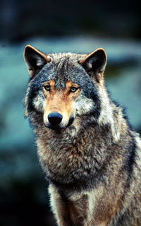 Grey wolf (Canis lupus). / ©: WWF-Canon / Chris Martin BAHR Grey wolf (<i>Canis lupus</i>). / ©: WWF-Canon / Chris Martin BAHR