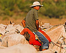 Cattle ranching in the Pantanal