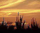 Cacti silhouettes at sunset Bahía Kino, Sonora Gulf of California, Mexico.