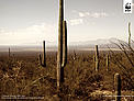 Sonoran desert with Saguaro cacti (Carnegiea gigantea), near Tucson. Arizona, United States of ... / &copy;: James W. Latourette / WWF-Canon