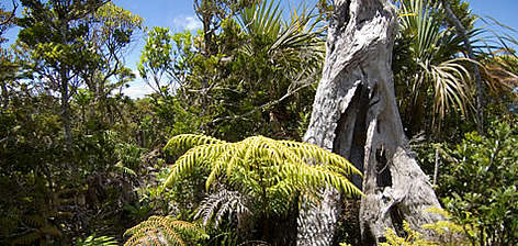 Tree ferns and palms. New Caledonia, France. / ©: WWF-Canon / Roger LeGUEN rel=