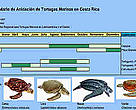 Calendario de  de anidación de tortugas marinas en Costa Rica.