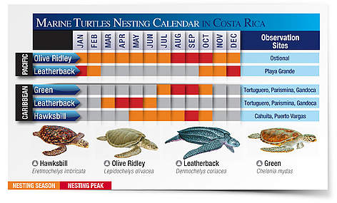 Marine turtles nesting calendar in Costa Rica / ©: Carlos Drews, WWF LAC rel=