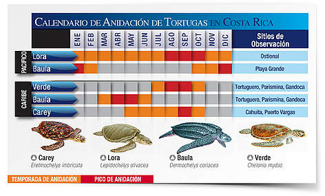 Calendario de anidación de tortugas marinas en Costa Rica / ©: Carlos Drews, WWF LAC / ©: Carlos Drews, WWF LAC