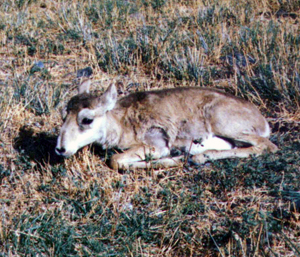 Saiga antelope (<i>Saiga tatarica</i>) calf. / &copy;: WWF-Mongolia / Ts.Tuyatsatsral 