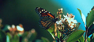 Monarch butterfly (Danaus plexippus), California, United States of America. / ©: WWF / Hannes STRAGER / ©: WWF / Hannes STRAGER