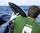 Pablo Cermeño, bluefin tuna officer with the WWF Mediterranean Programme, prepares to release a tuna after it has been tagged. 