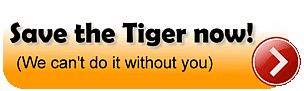 Help save wild tigers / ©: WWF / ©: WWF