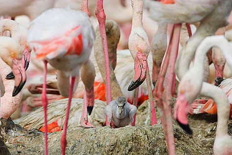 Greater flamingos (Phoenicopterus roseus) part of breeding colony of approx 10,000 pairs, with a ... / ©: Wild Wonders of Europe /Allofs / WWF rel=