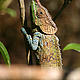 Caméléon dans la forêt de Miora. © WWF / Bertrand Calame