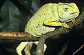  / &copy;: David Lawson/WWF-UK