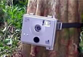 Camera trap. / ©: WWF-Canon Camera trap. / ©: WWF-Canon