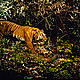 &copy; Mike Griffiths / WWF-Canon