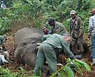 Mount Cameroon is an important refuge and home to many species found nowhere else, including high numbers of  plants. A very isolated population of forest elephant also lives there.  