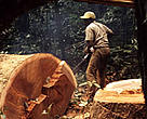 GWZ, an international Dutch company, cuts the best hardwood trees in the forest, here a Lindani tree.
