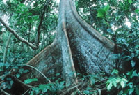 Tropical rainforest in the western Congo Basin. - © WWF-Canon / Martin Harvey