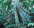 Tropical rainforest in the western Congo Basin.
