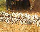 Ivory tusks seized in cocoa shipment 