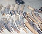 Ivory discovered hidden in truck transporting cocoa.