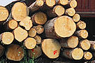  / &copy;: WWF-Canon / A. della Bella