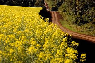 Cultivo de Canola, género Brassica (Brassicaceae), San Rafael (Itapúa) / &copy;: Fernando Allen for WWF Paraguay
