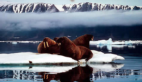 Walrus (Odobenus rosmarus), Ellesmere Island, Nunavut, Canada. / ©: WWF / Fritz PÖLKING rel=