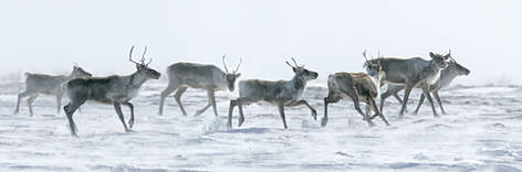 Barren-ground caribou (Rangifer tarandus). / ©: Peter EWINS / WWF-Canada Barren-ground caribou (Rangifer tarandus). rel=