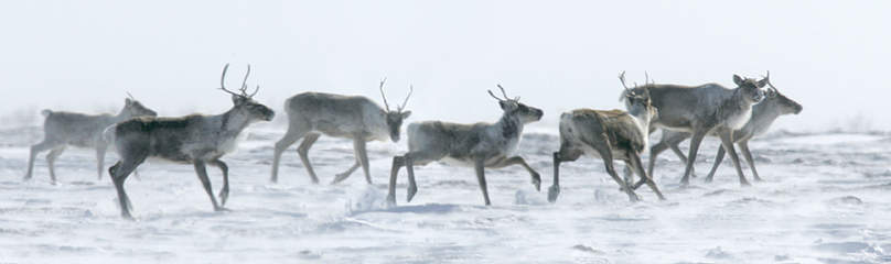 Barren-ground caribou (Rangifer tarandus). / &copy;: Peter EWINS / WWF-Canada