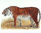 Caspian Tiger. Drawing: WWF / Helmut Diller